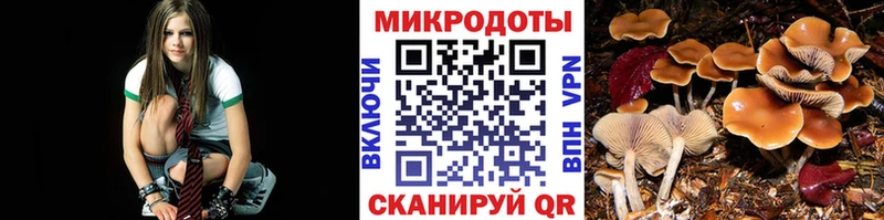 закладка  Камень-на-Оби  Галлюциногенные грибы мицелий 